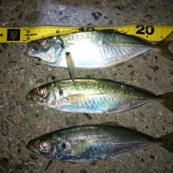 メバル狙いのつもりがアジ